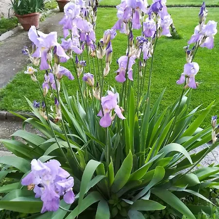 Giardino Antico Appartement Pisa
