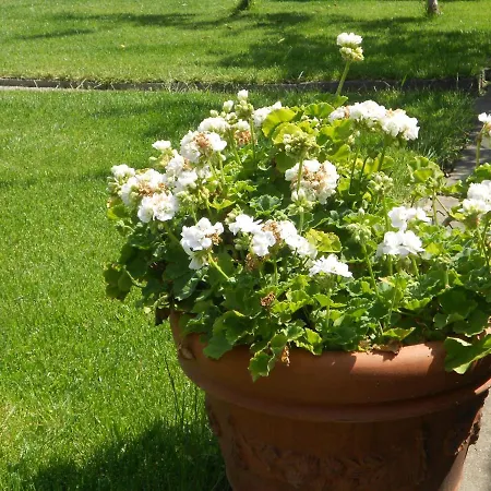 Giardino Antico *