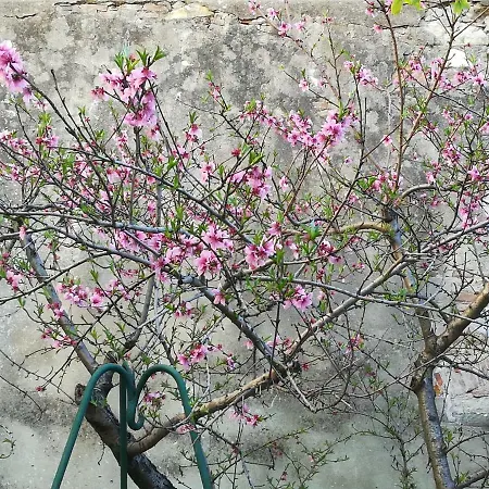 L'orto Di Sant'andrea In Centro A Appartamento Pisa